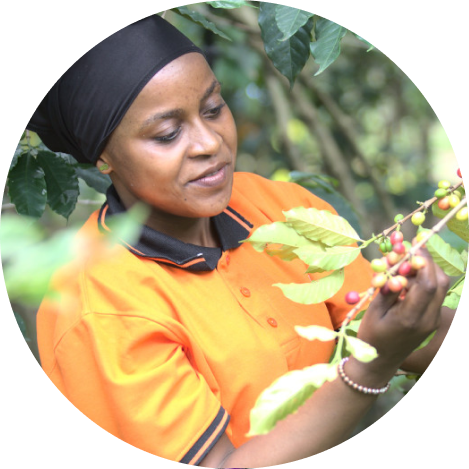 A woman in an orange shirt picking berries from a leafy plant outdoors.